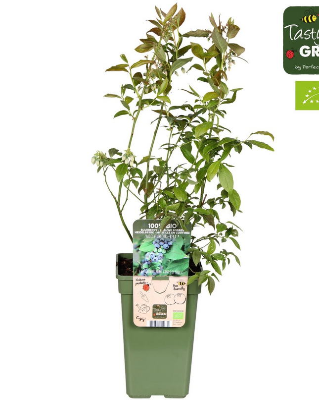 Vaccinium corymbosum 'Reka' - Blauwe bes - Ø13cm - ↕45cm