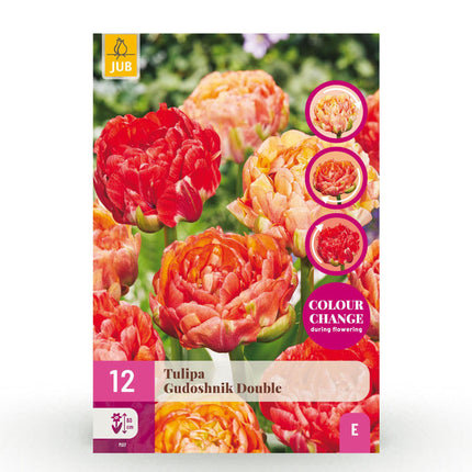 Bloembollen - Tulp Gudoshnik Double - Dubbel Bloemig - 12 stuks - Bolmaat 11/12 - XXL Pack