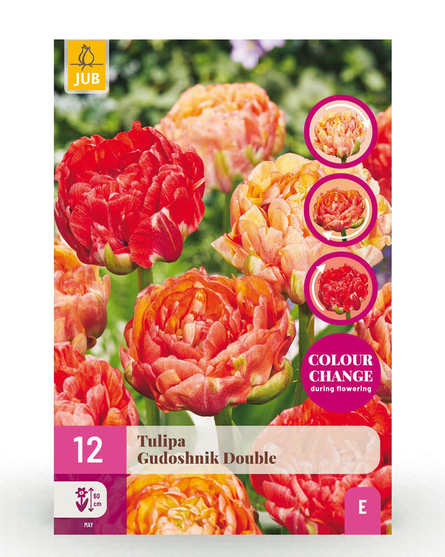 Bloembollen - Tulp Gudoshnik Double - Dubbel Bloemig - 12 stuks - Bolmaat 11/12 - XXL Pack