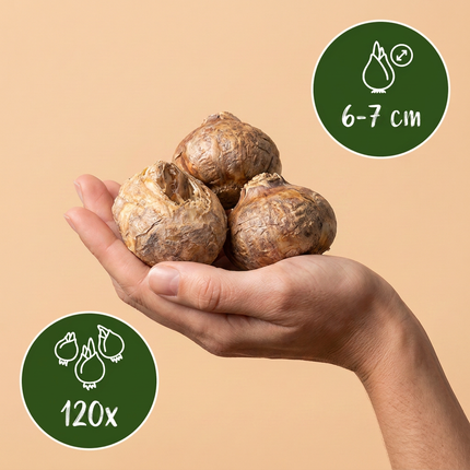 120x Fritillaria Meleagris Mix – Schachbreumen-Mix – Lila und Weiß – Verwilderungszwiebel – Zwiebelgröße 6/7