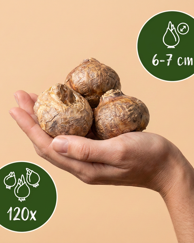 120x Fritillaria Meleagris Mix – Schachbreumen-Mix – Lila und Weiß – Verwilderungszwiebel – Zwiebelgröße 6/7