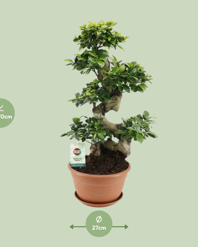 Ficus Ginseng - Ø27cm - ↕70cm