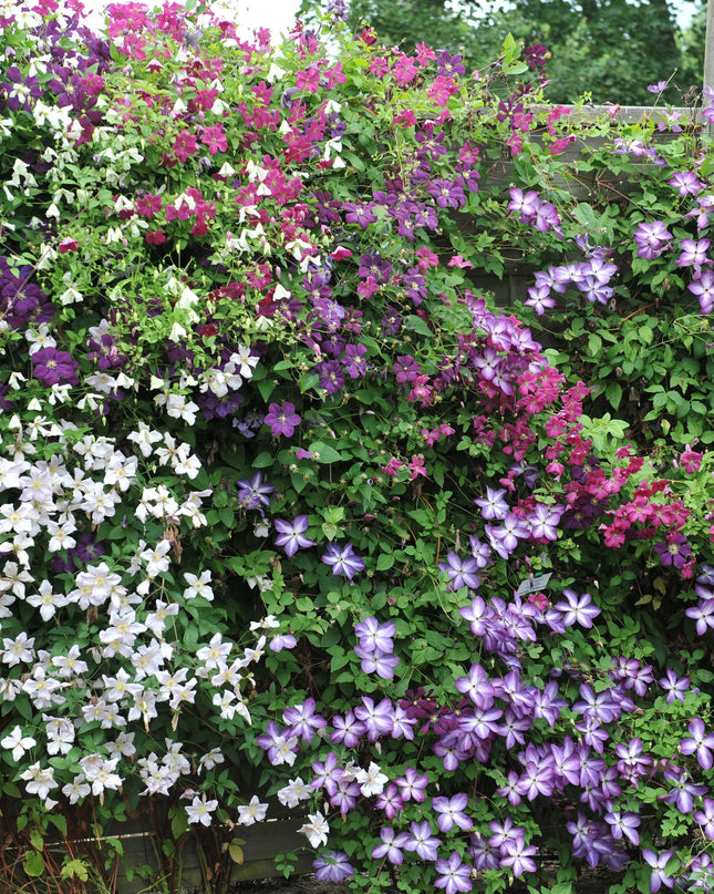 Klimplant - 4 planten - Clematis Rainbow - Bloem Roze Wit Paars Rood - Weinig onderhoud - Pot 11cm Hoogte 40cm