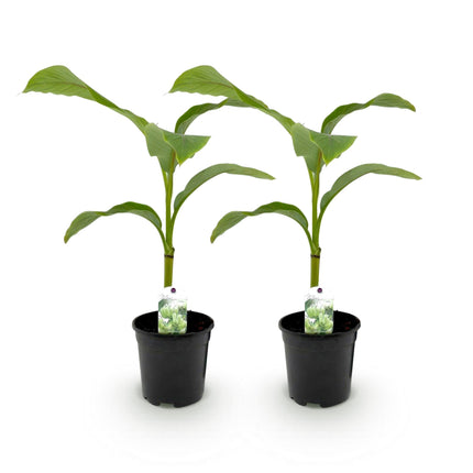 Bananen plant - 2 planten - Musa Basjoo - Winterhard - Pot 17cm Hoogte 40cm
