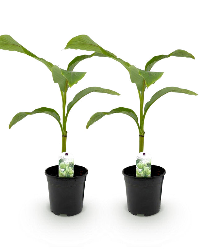 Bananen plant - 2 planten - Musa Basjoo - Winterhard - Pot 17cm Hoogte 40cm