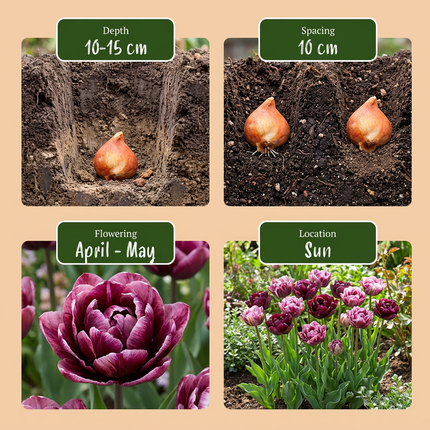 24x mezcla de Tulipa Sweet Desire - tulipán Sweet Desire mix - varios - floración primaveral - calibre del bulbo 11/12