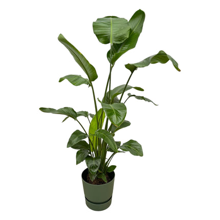 Strelitzia Nicolai + Elho pot groen - 160cm - Ø30