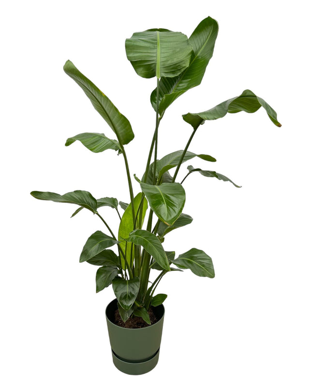 Strelitzia Nicolai + maceta Elho verde - 160 cm - Ø30