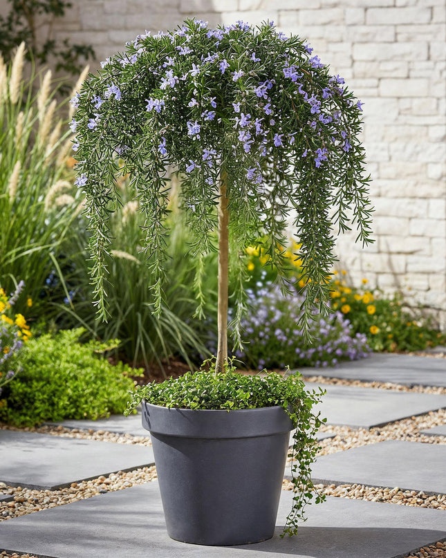 Romero rastrero - Perennifolio - Resistente al invierno - Flor morada - Maceta 19 cm Altura 90 cm
