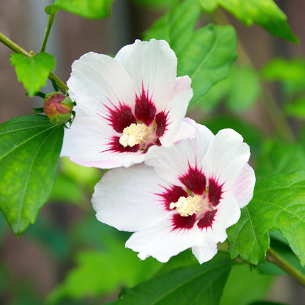 Hibiskus syriacus Hamabo - Gartenhibiskus - winterhart - weiß - rosa - 3 Pflanzen - Topf 17cm - Höhe 45cm