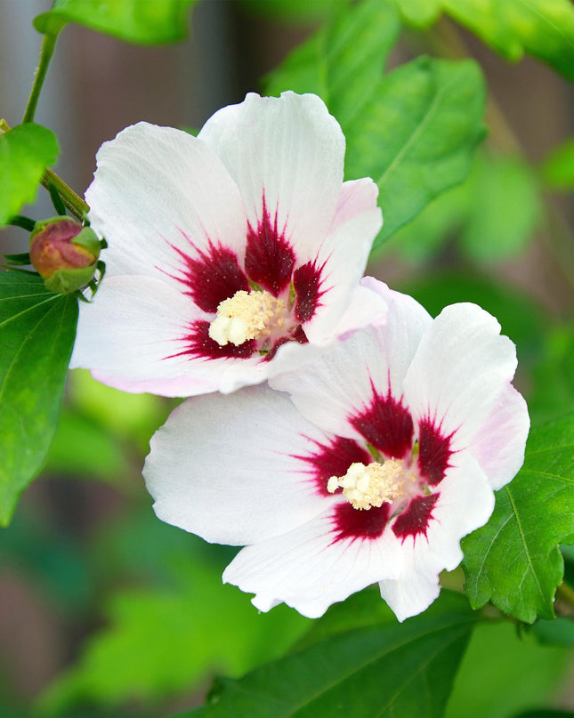 Hibiskus syriacus Hamabo - Gartenhibiskus - winterhart - weiß - rosa - 3 Pflanzen - Topf 17cm - Höhe 45cm