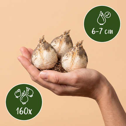 160x Allium Ping Pong - Ping-Pong-Zierlauch - Weiß - Sommerblüher - Zwiebelgröße 6/7