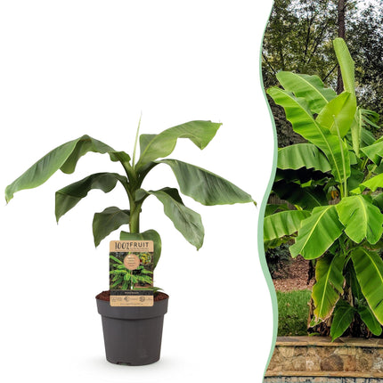 Musa Basjoo - Bananenboom - Winterhard - Groen - 1 Plant - Pot 21cm - Hoogte 90cm