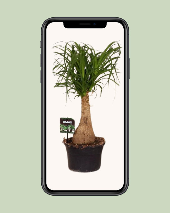 Beaucarnea Nolina - Ø19 ↕60