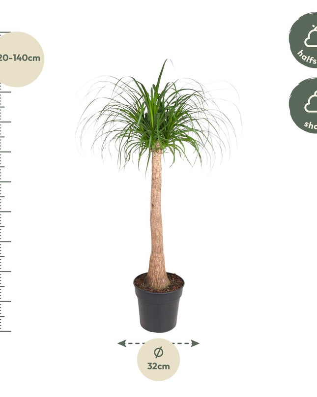 Beaucarnea stam - 120 cm - ø32