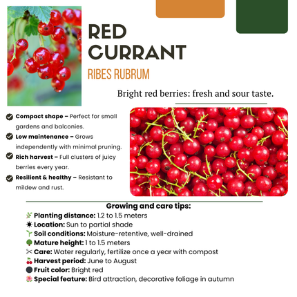 Mix di piante da frutto BIO 5 pezzi - Lampone/ Ribes/ Mirtillo/ Uva/ Mora