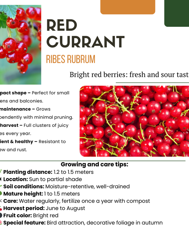 Mix di piante da frutto BIO 5 pezzi - Lampone/ Ribes/ Mirtillo/ Uva/ Mora