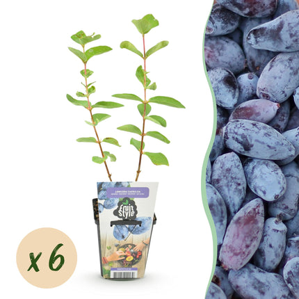 Honeyberry Fruit Plants - 6 Plants - Lonicera caerulea Kamtschatica - Hardy in Winter - Pot 9 cm - Blue Berry
