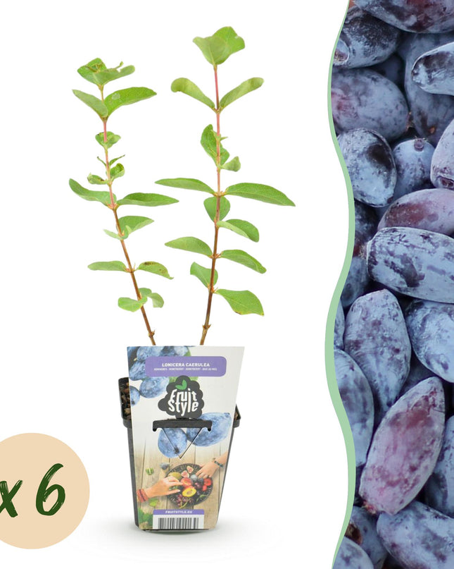Honeyberry Fruit Plants - 6 Plants - Lonicera caerulea Kamtschatica - Hardy in Winter - Pot 9 cm - Blue Berry
