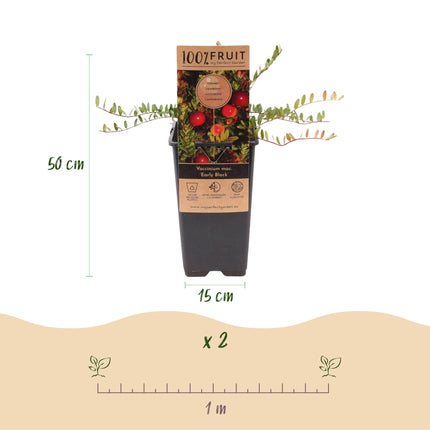 Cranberry - Vaccinium mac. Early Black - Winterhart - Blaubeere - 2 Pflanzen - Topf 15cm - Höhe 50cm