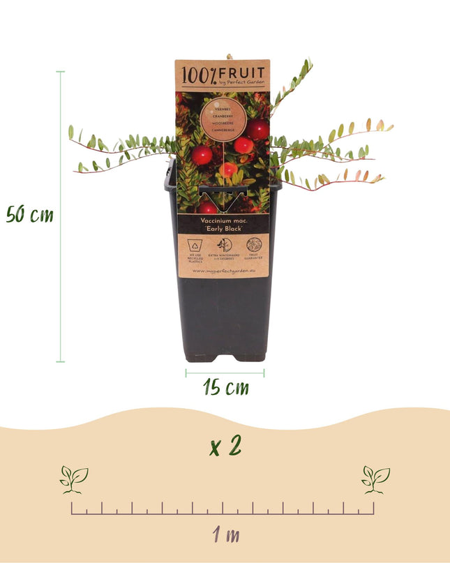 Cranberry - Vaccinium mac. Early Black - Winterhart - Blaubeere - 2 Pflanzen - Topf 15cm - Höhe 50cm