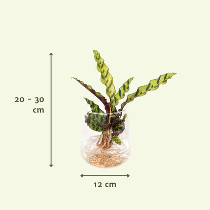 Calathea Insignis in vaso Kingston in vetro - Ø12cm - ↕30cm