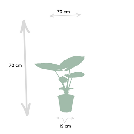 Strelitzia Nicolai - Ø19cm - ↕85cm + Alocasia Macrorrhiza - Ø19cm - ↕70cm - 2 planten