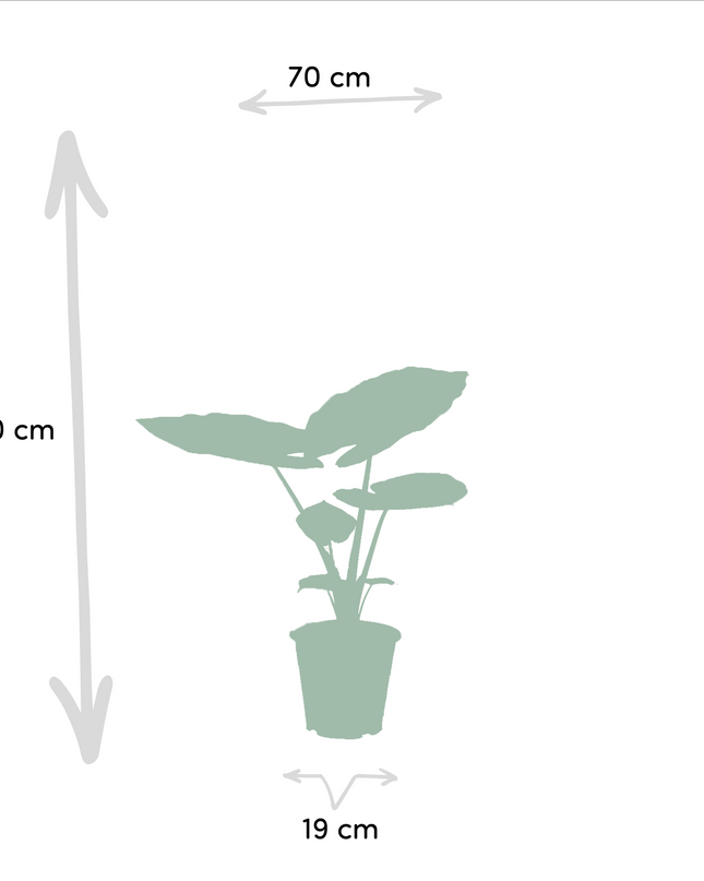 Strelitzia Nicolai - Ø19cm - ↕85cm + Alocasia Macrorrhiza - Ø19cm - ↕70cm - 2 planten