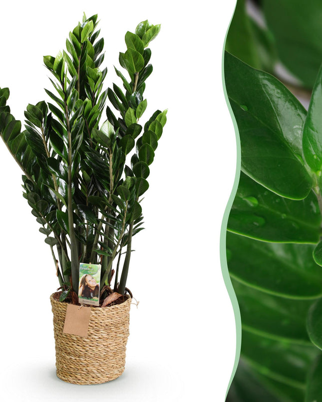 Zamioculcas - Glücksfeder + Mand - Topf 21 cm - Höhe 80-90 cm