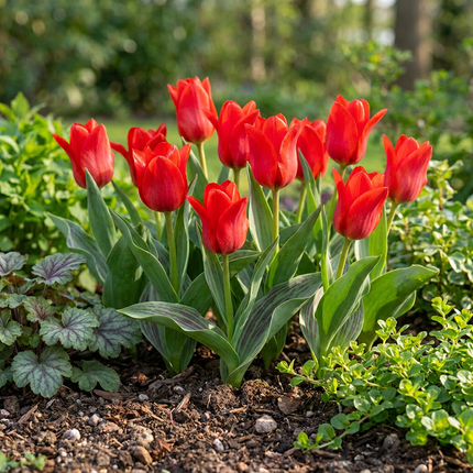 120x Tulipa Greigii Red – Greigii-Tulpe – Rot – Frühjahrsblüher – Zwiebelgröße 11/12