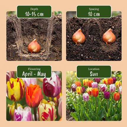 120x Tulipa Flaming Beauty Mix – Tulpe Flaming Beauty Mix – Verschiedene – Frühjahrsblüher – Zwiebelgröße 11/12