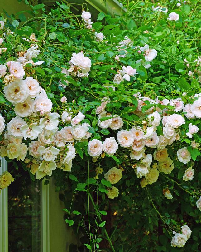 Klimroos Rosa New Dawn - 2 planten - Bloem Licht roze - Weinig onderhoud - Pot 11cm Hoogte 40cm