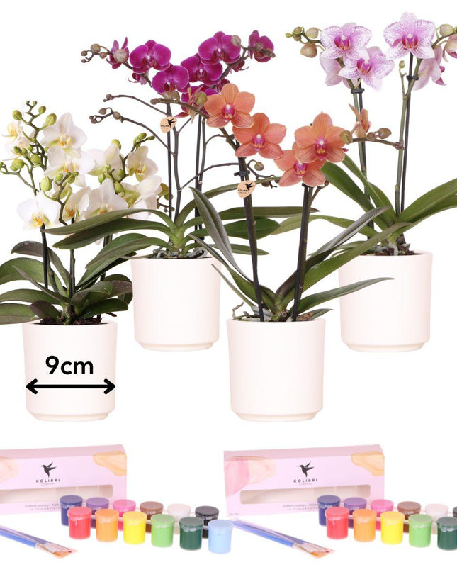 Kolibri Creatives | Verfpakket voor het schilderen van 4 bloempotten + orchideeën | voor 4 personen | Beginnende artiest