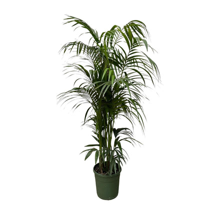 Kentia-Palme - 220 cm - ø38