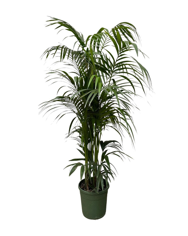 Kentia-Palme - 220 cm - ø38