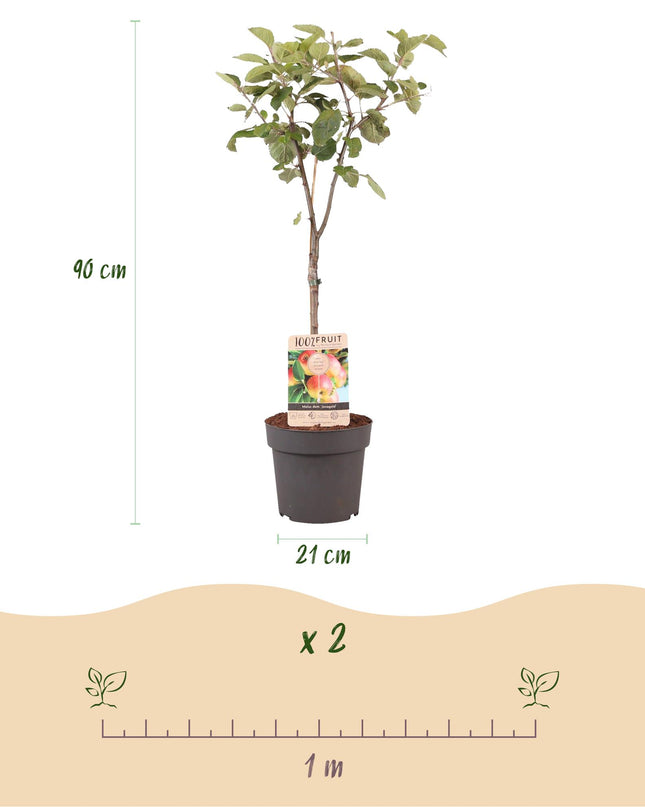 Appelboom - Malus domestica Jonagold - Geel groene Appel - Pot 21cm Hoogte 90cm