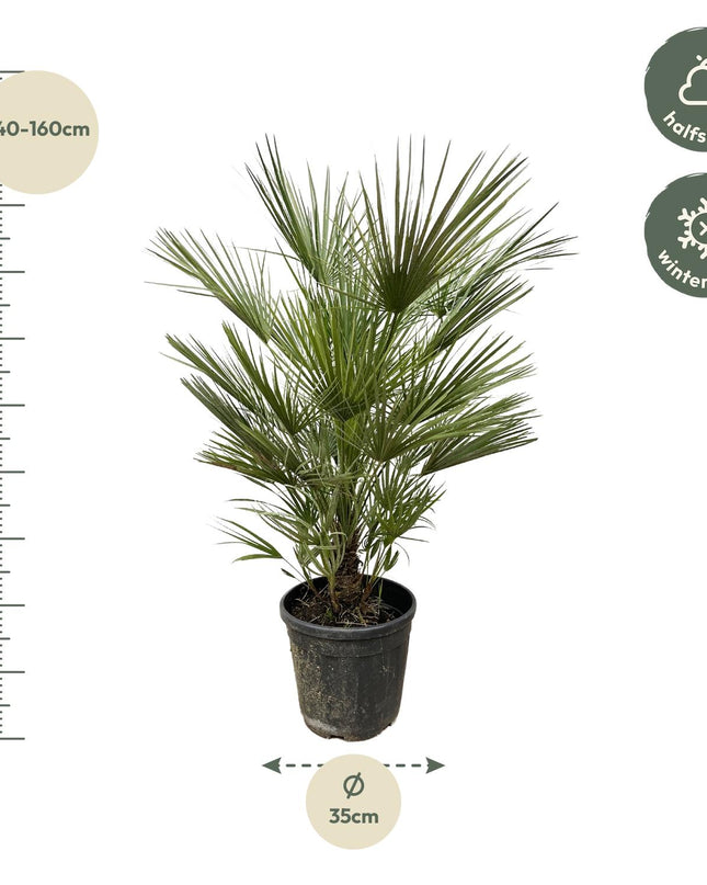 Chamaerops Humilis - 150cm- ø30