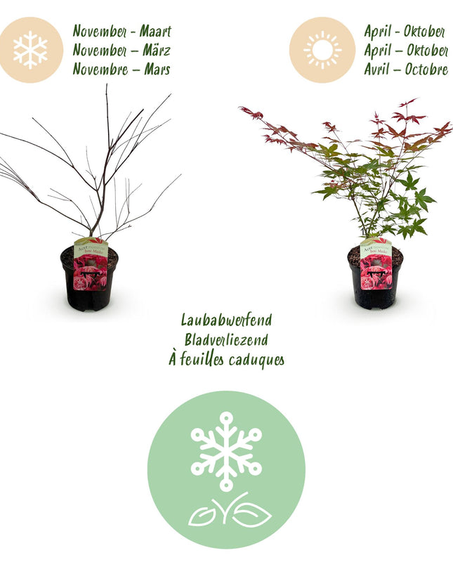 Acero giapponese - Acer palmatum Beni Maiko - Rosso - 2 pezzi - Vaso 19cm Altezza 70cm