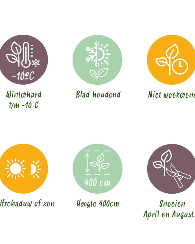 Piante da siepe - Photinia fraseri Red Robin - verde rosso - 6 pezzi - 1 metro lineare - vaso 17 cm altezza 50 cm