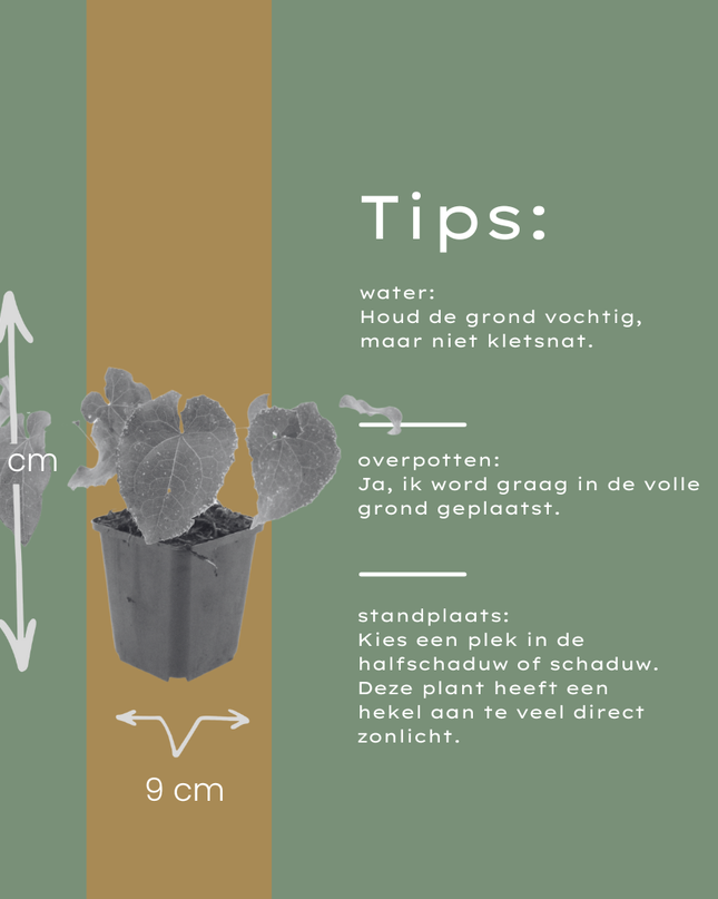 24x Epimedium perralc. 'Frohnleiten' - ↕10-25cm - Ø9cm