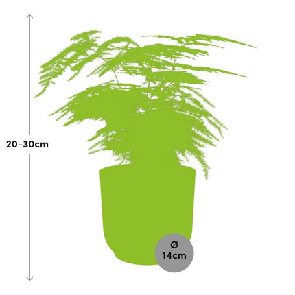 Asparagus Setaceus ‘Plumosus’ incl. pot ELHO Vibes Fold 14cm geel