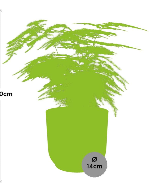 Asparagus Setaceus ‘Plumosus’ incl. pot ELHO Vibes Fold 14cm geel