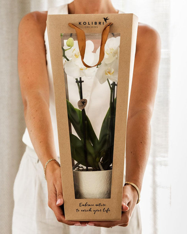 Kolibri Orchids | Planten cadeau veel succes |  Lausanne orchidee met pot, kaart & cadeautas