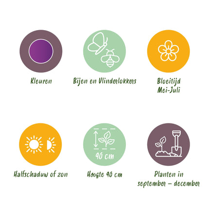 Bloembollen - Allium Purple Rain - Kleur Paars - 40 stuks - Bolmaat 10/12