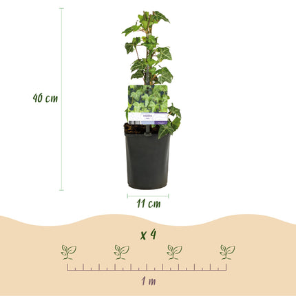Klimplanten Rainbow - 4 planten - Clematis montana Rubens  Hedera helix lonicera Goldflame Campsis madame Galen   - Jaarrond kleur - Pot 11cm Hoogte 40cm