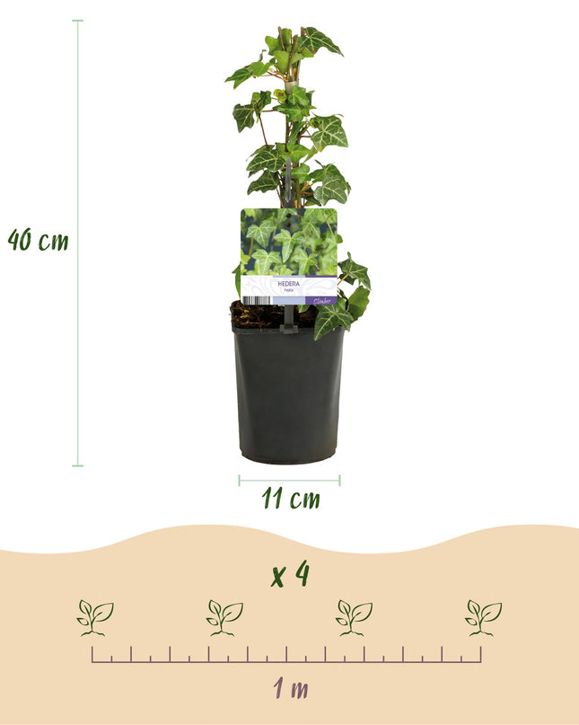 Klimplanten Rainbow - 4 planten - Clematis montana Rubens  Hedera helix lonicera Goldflame Campsis madame Galen   - Jaarrond kleur - Pot 11cm Hoogte 40cm