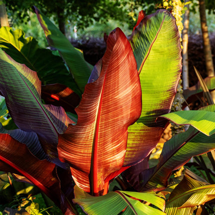 Bananen plant - 2 planten - Ensete ventricosum Maurelli - Winterhard - Pot 12cm Hoogte 30cm