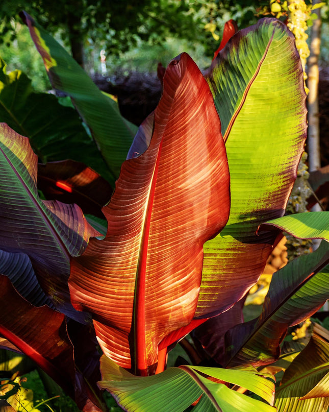 Bananen plant - 2 planten - Ensete ventricosum Maurelli - Winterhard - Pot 12cm Hoogte 30cm