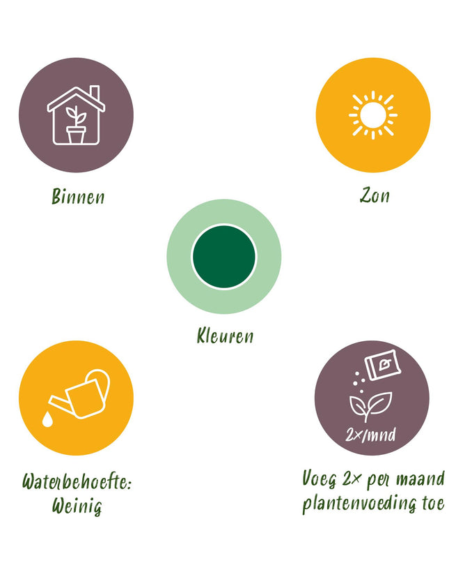 Euphorbia eritrea - Afrikanischer Milchbaum 2 Stück - Topf 17 cm - Höhe 60 cm