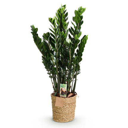 Zamioculcas - Glücksfeder + Mand - Topf 21 cm - Höhe 80-90 cm